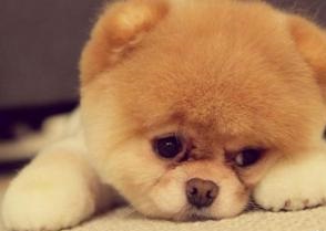 打狗要看主人  養狗也要看風水