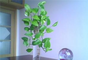 植物怎么招財 擺對植物讓財運轉起來