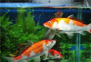 風水魚養幾條好  好風水養好魚