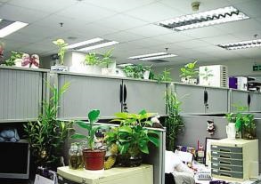 仙人球別擺在顯眼位置  辦公室植物得這么擺！..