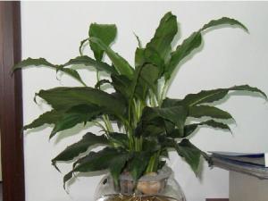 客廳花卉植物擺放風水 客廳花卉植物有哪些