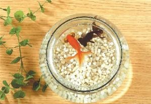 辦公室養(yǎng)什么魚旺財(cái) 讓你的事業(yè)如魚得水