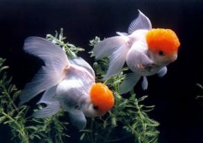 養金魚風水知識  養金魚應該注意到這些問題