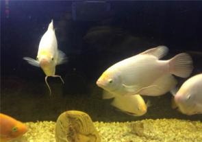 招財魚怎么養  招財寵物你養對了嗎？