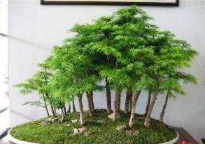 如何用植物風水開運  選擇適合你屬性的風水植物