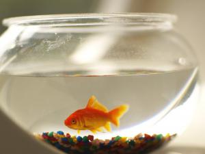 你會養魚嗎？這樣養才能招財運哦