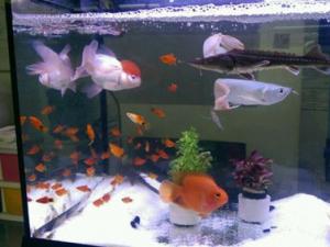【風水知識】養魚養幾條好