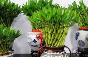 這些植物放在家，平安進寶全靠它