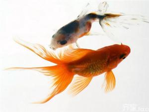 招財吉祥物都有哪些  招財吉祥物要如何擺放？