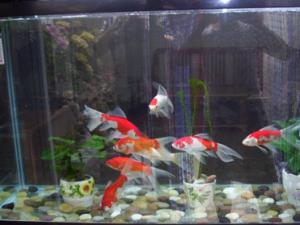 家中養金魚風水知識 讓你財運滾滾