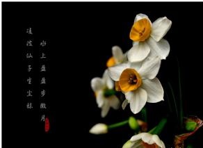 水仙催財運 它就是這么完美
