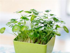 【辦公室風水】辦公桌上放什么植物好？