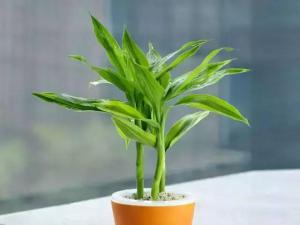 大盤點！綠植也能成為”搖錢樹“~